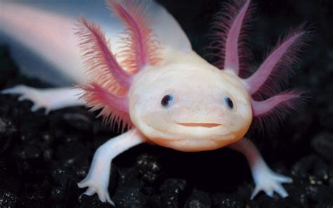Axolotl mexicain, créature super douée, Il possède des capacités qui restent encore des mystères