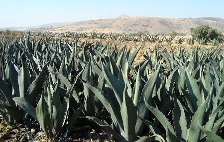 Los beneficios de la Miel de Maguey - Les bienfaits du Miel d'Agave