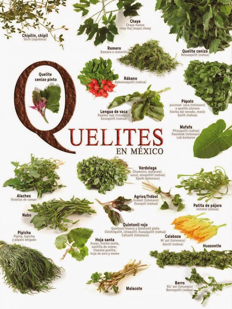 Los quelites, una guía completa: beneficios, variedades, propiedades y usos medicinales   