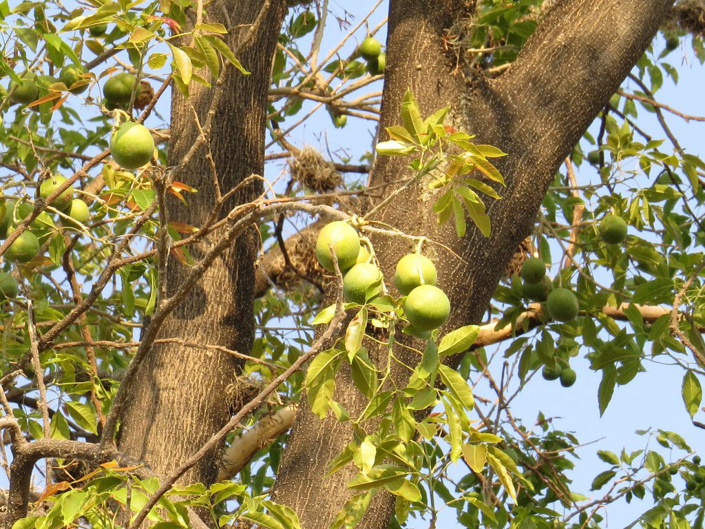 El Zapote Blanco, arbol generoso-Le zapote blanc- arbre généreux aux multiples bénéfices