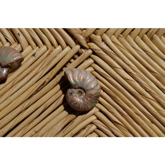Fossile ammonite Mexique blanc et noir- perles d'arbre pétrifié fossilisé 1.2cm confection bijou