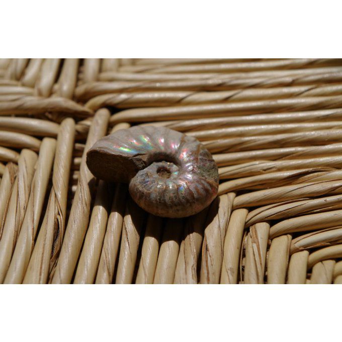 Fossile ammonite Mexique blanc et noir- perles d'arbre pétrifié fossilisé 1.2cm confection bijou