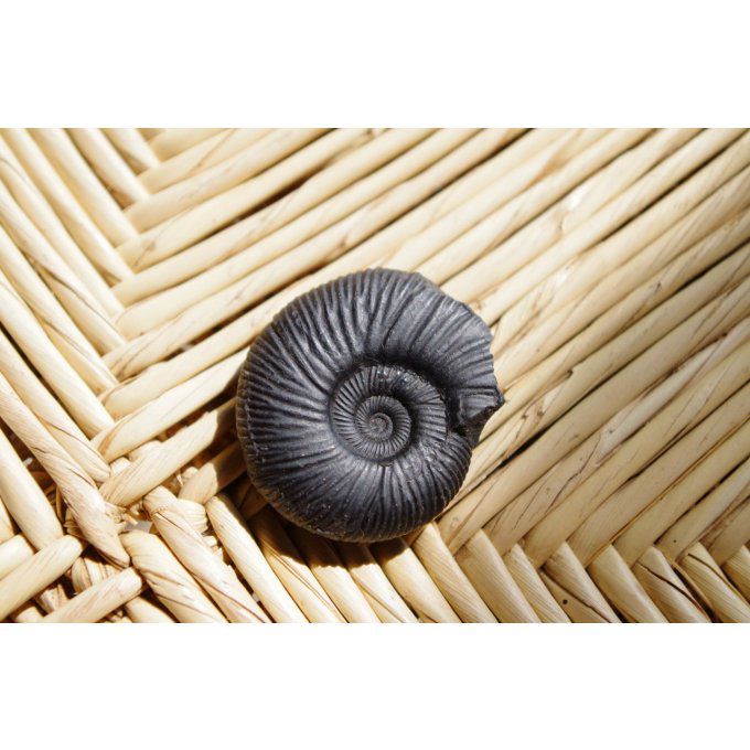 Fossile ammonite Mexique blanc et noir- perles d'arbre pétrifié fossilisé 1.2cm confection bijou