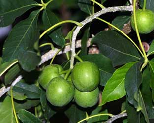 Zapote blanco arbol MExico- arbre mexicain